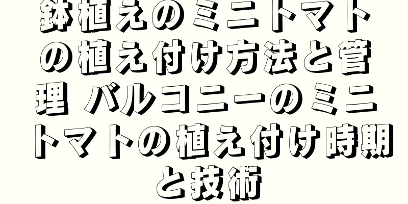 鉢植えのミニトマトの植え付け方法と管理 バルコニーのミニトマトの植え付け時期と技術