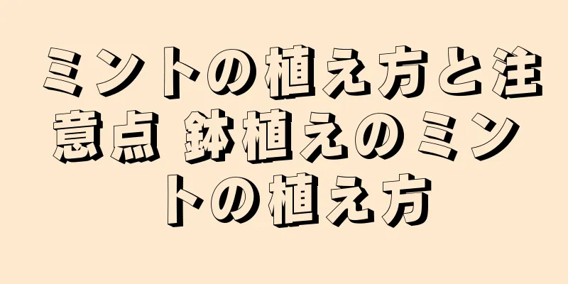 ミントの植え方と注意点 鉢植えのミントの植え方