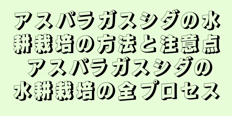 アスパラガスシダの水耕栽培の方法と注意点 アスパラガスシダの水耕栽培の全プロセス