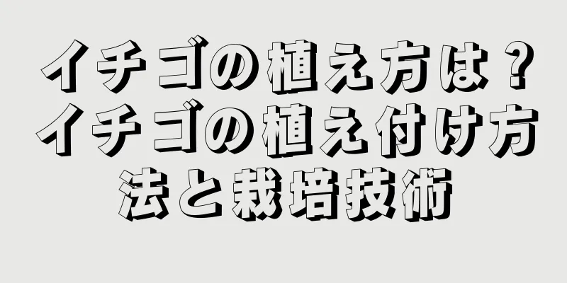 イチゴの植え方は？イチゴの植え付け方法と栽培技術