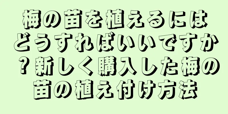 梅の苗を植えるにはどうすればいいですか？新しく購入した梅の苗の植え付け方法