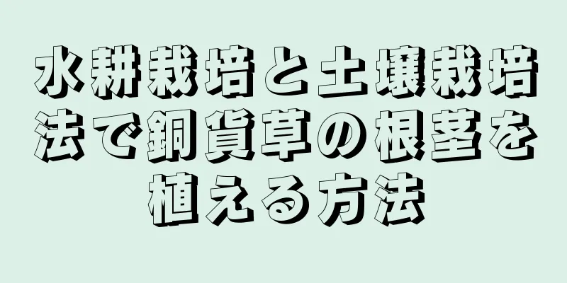 水耕栽培と土壌栽培法で銅貨草の根茎を植える方法