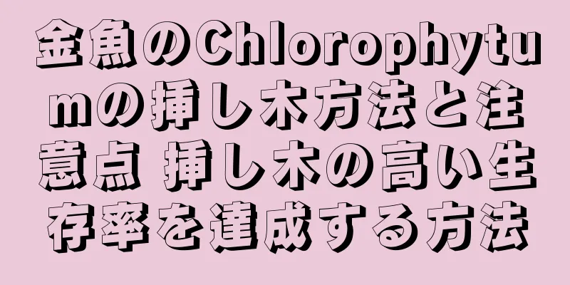 金魚のChlorophytumの挿し木方法と注意点 挿し木の高い生存率を達成する方法
