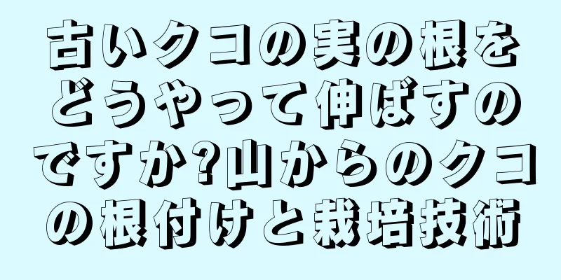 古いクコの実の根をどうやって伸ばすのですか?山からのクコの根付けと栽培技術