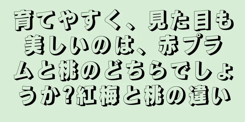 育てやすく、見た目も美しいのは、赤プラムと桃のどちらでしょうか?紅梅と桃の違い