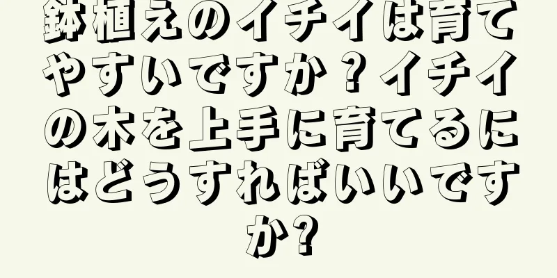 鉢植えのイチイは育てやすいですか？イチイの木を上手に育てるにはどうすればいいですか?