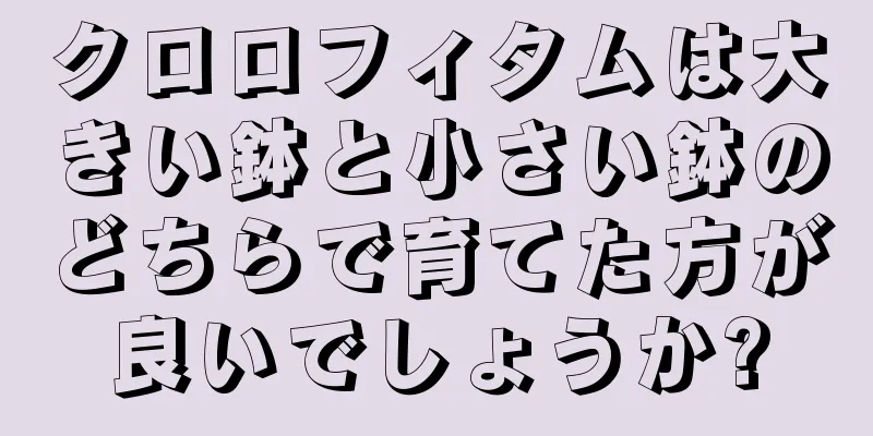 クロロフィタムは大きい鉢と小さい鉢のどちらで育てた方が良いでしょうか?