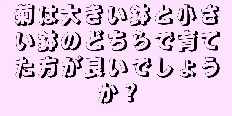 菊は大きい鉢と小さい鉢のどちらで育てた方が良いでしょうか？