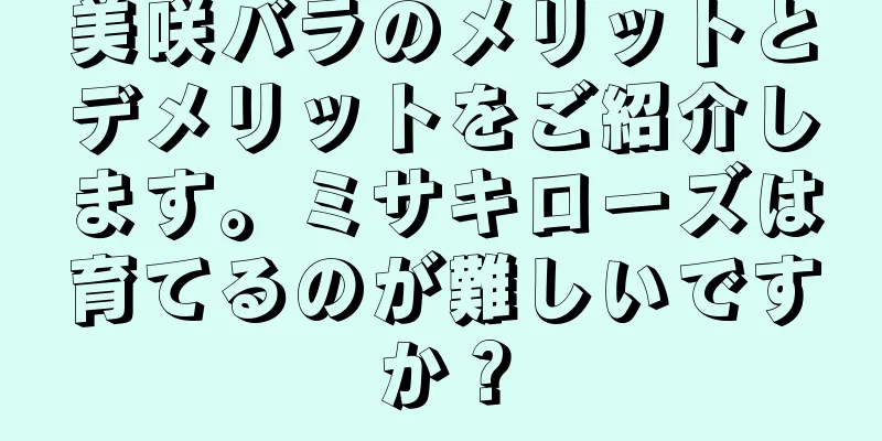 美咲バラのメリットとデメリットをご紹介します。ミサキローズは育てるのが難しいですか？