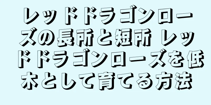 レッドドラゴンローズの長所と短所 レッドドラゴンローズを低木として育てる方法