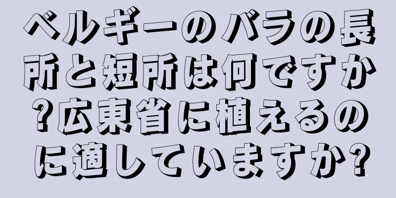 ベルギーのバラの長所と短所は何ですか?広東省に植えるのに適していますか?