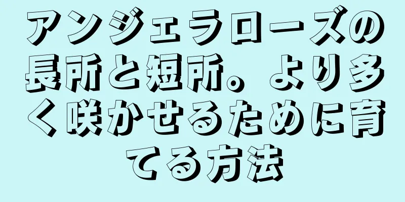 アンジェラローズの長所と短所。より多く咲かせるために育てる方法