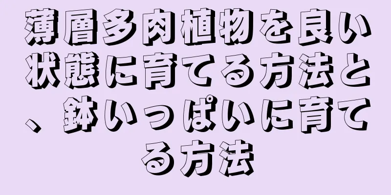薄層多肉植物を良い状態に育てる方法と、鉢いっぱいに育てる方法