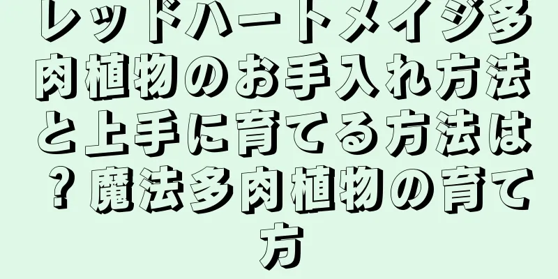 レッドハートメイジ多肉植物のお手入れ方法と上手に育てる方法は？魔法多肉植物の育て方