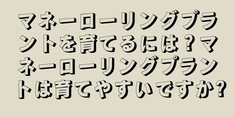 マネーローリングプラントを育てるには？マネーローリングプラントは育てやすいですか?