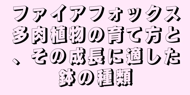 ファイアフォックス多肉植物の育て方と、その成長に適した鉢の種類