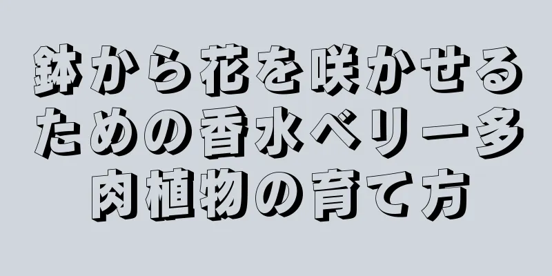 鉢から花を咲かせるための香水ベリー多肉植物の育て方