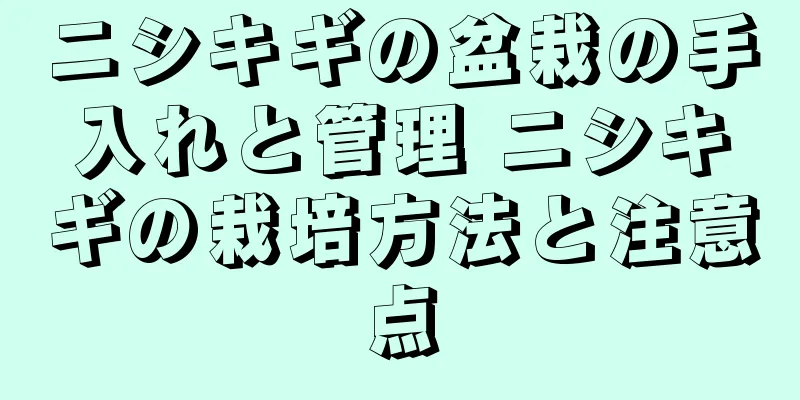 ニシキギの盆栽の手入れと管理 ニシキギの栽培方法と注意点
