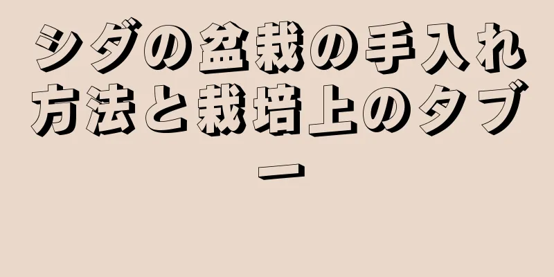シダの盆栽の手入れ方法と栽培上のタブー