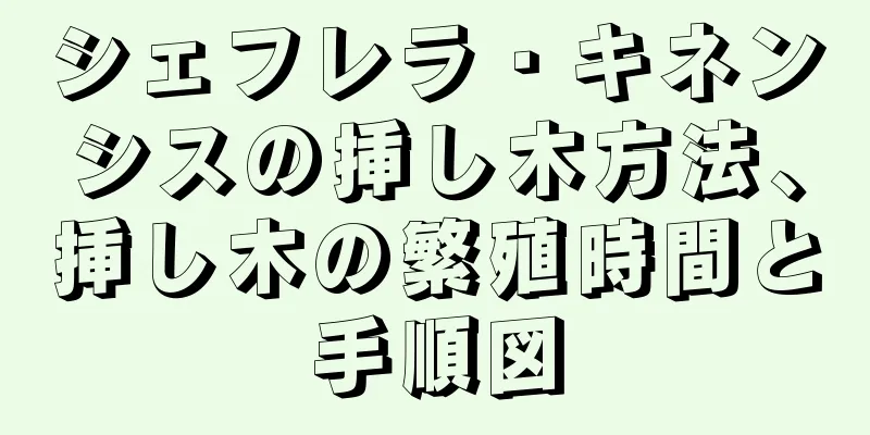 シェフレラ・キネンシスの挿し木方法、挿し木の繁殖時間と手順図