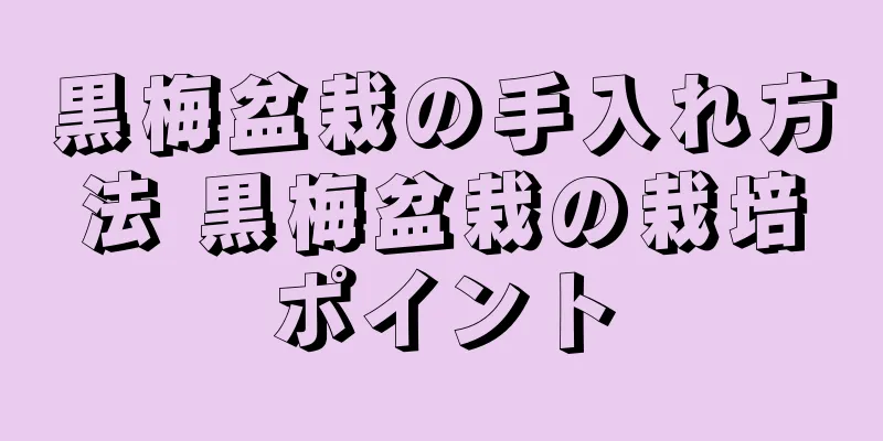 黒梅盆栽の手入れ方法 黒梅盆栽の栽培ポイント