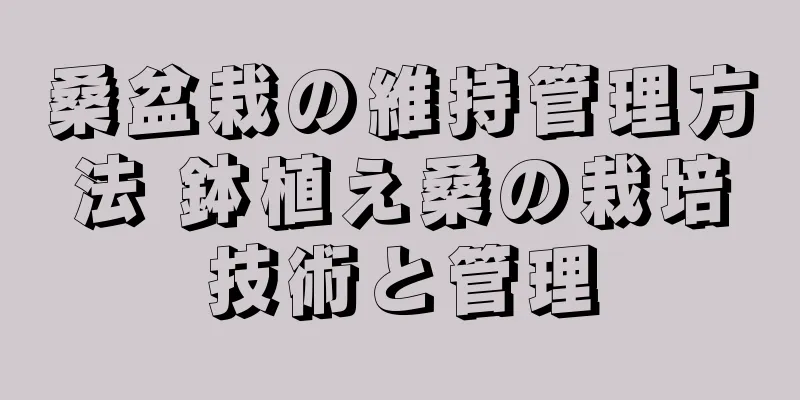 桑盆栽の維持管理方法 鉢植え桑の栽培技術と管理