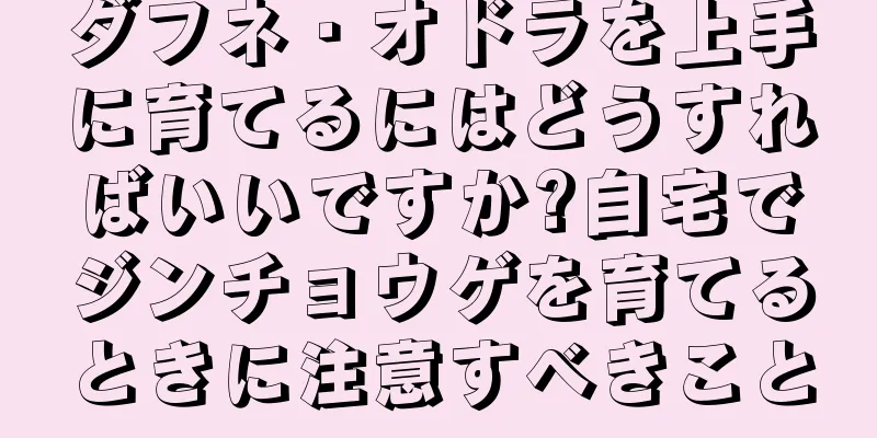 ダフネ・オドラを上手に育てるにはどうすればいいですか?自宅でジンチョウゲを育てるときに注意すべきこと