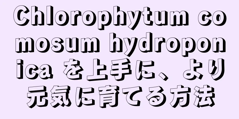 Chlorophytum comosum hydroponica を上手に、より元気に育てる方法