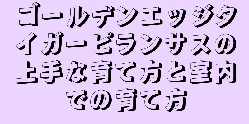 ゴールデンエッジタイガーピランサスの上手な育て方と室内での育て方