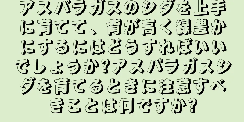 アスパラガスのシダを上手に育てて、背が高く緑豊かにするにはどうすればいいでしょうか?アスパラガスシダを育てるときに注意すべきことは何ですか?