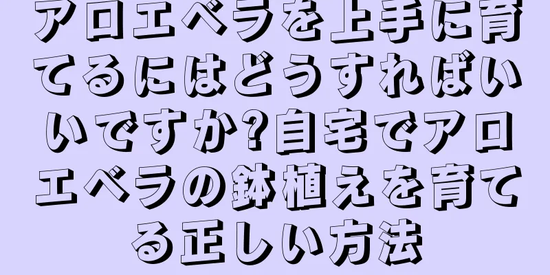 アロエベラを上手に育てるにはどうすればいいですか?自宅でアロエベラの鉢植えを育てる正しい方法