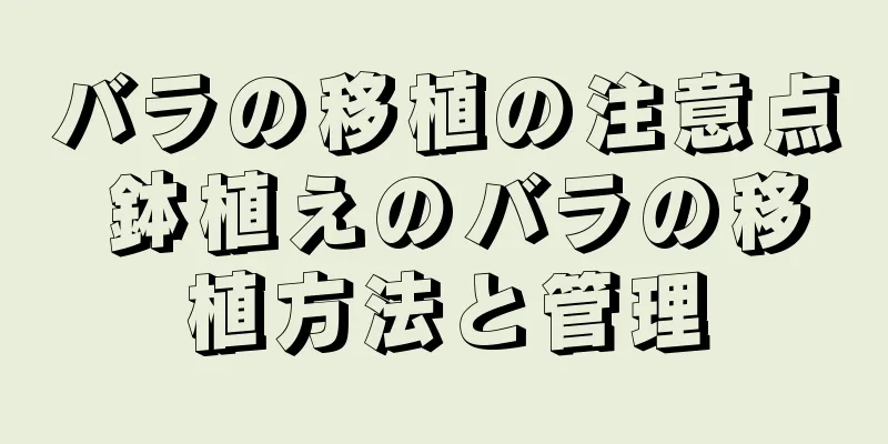 バラの移植の注意点 鉢植えのバラの移植方法と管理