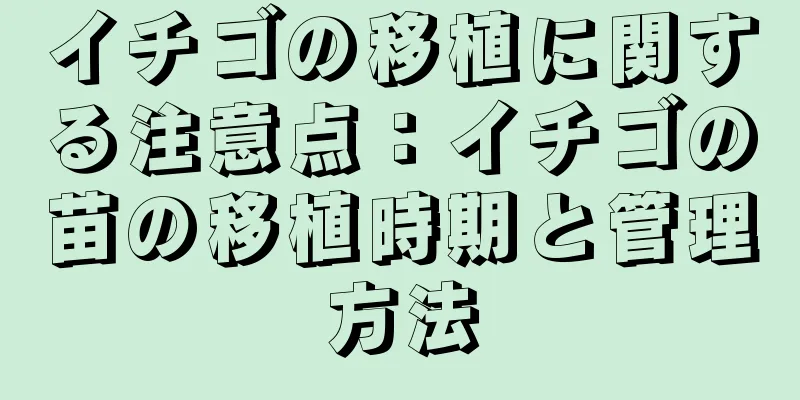 イチゴの移植に関する注意点：イチゴの苗の移植時期と管理方法