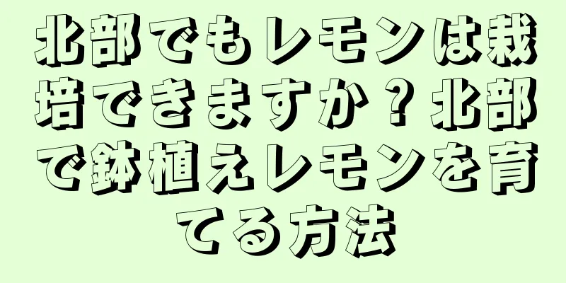 北部でもレモンは栽培できますか？北部で鉢植えレモンを育てる方法