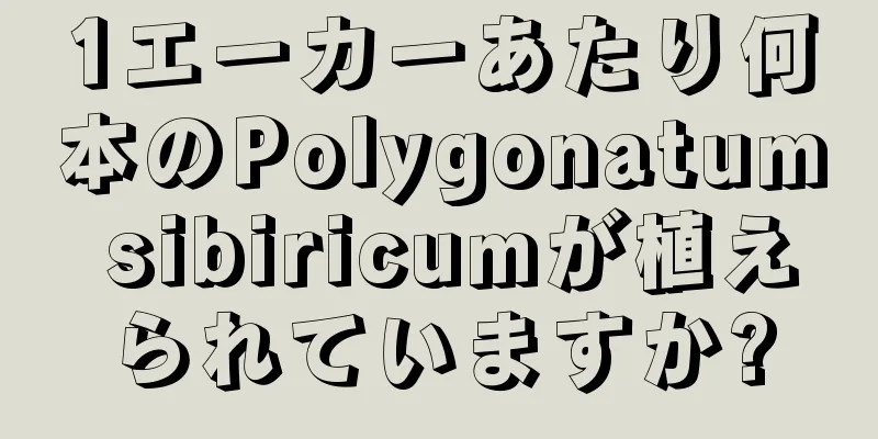 1エーカーあたり何本のPolygonatum sibiricumが植えられていますか?