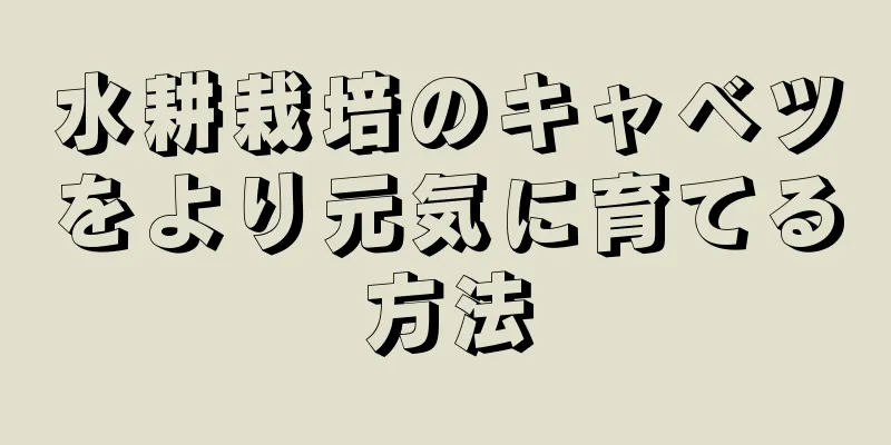 水耕栽培のキャベツをより元気に育てる方法