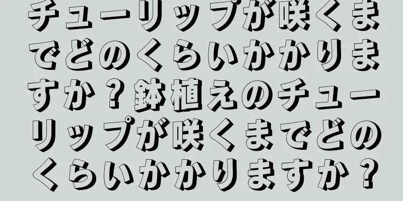 チューリップが咲くまでどのくらいかかりますか？鉢植えのチューリップが咲くまでどのくらいかかりますか？
