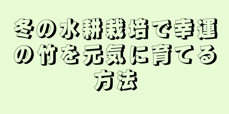 冬の水耕栽培で幸運の竹を元気に育てる方法
