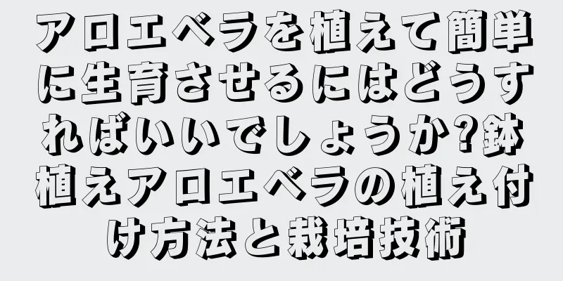 アロエベラを植えて簡単に生育させるにはどうすればいいでしょうか?鉢植えアロエベラの植え付け方法と栽培技術