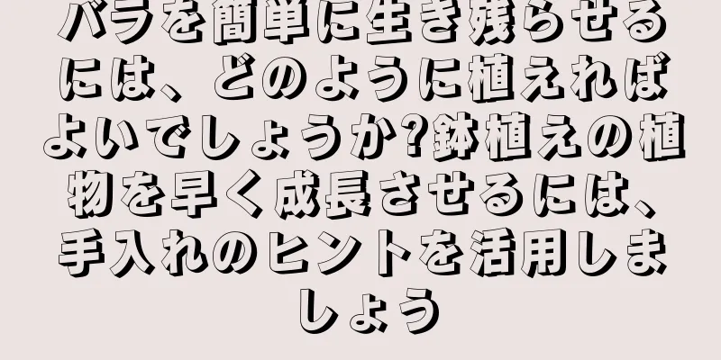 バラを簡単に生き残らせるには、どのように植えればよいでしょうか?鉢植えの植物を早く成長させるには、手入れのヒントを活用しましょう