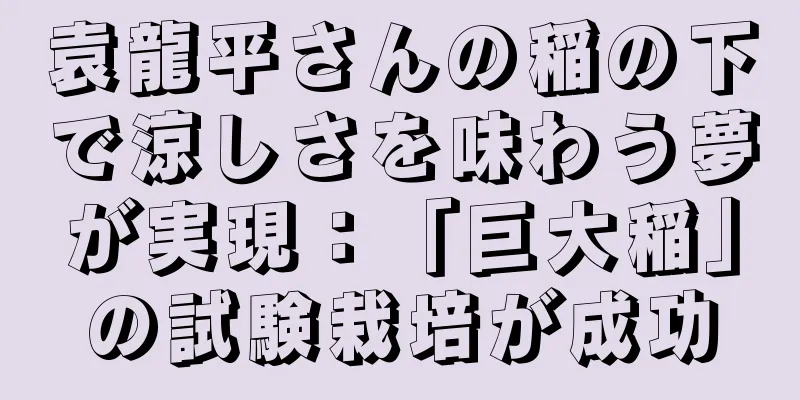 袁龍平さんの稲の下で涼しさを味わう夢が実現：「巨大稲」の試験栽培が成功