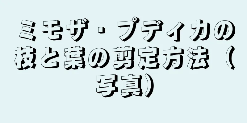 ミモザ・プディカの枝と葉の剪定方法（写真）