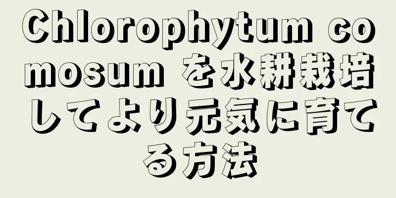 Chlorophytum comosum を水耕栽培してより元気に育てる方法