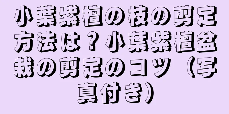 小葉紫檀の枝の剪定方法は？小葉紫檀盆栽の剪定のコツ（写真付き）