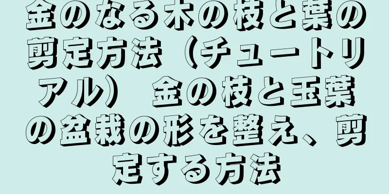 金のなる木の枝と葉の剪定方法（チュートリアル） 金の枝と玉葉の盆栽の形を整え、剪定する方法