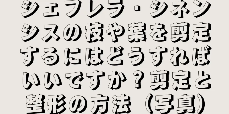 シェフレラ・シネンシスの枝や葉を剪定するにはどうすればいいですか？剪定と整形の方法（写真）