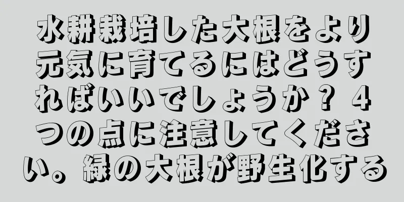 水耕栽培した大根をより元気に育てるにはどうすればいいでしょうか？ 4つの点に注意してください。緑の大根が野生化する
