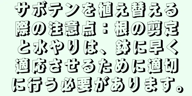 サボテンを植え替える際の注意点：根の剪定と水やりは、鉢に早く適応させるために適切に行う必要があります。