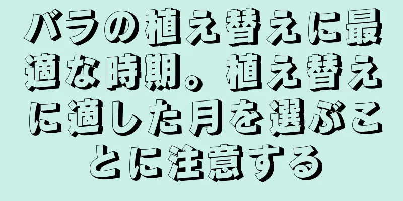 バラの植え替えに最適な時期。植え替えに適した月を選ぶことに注意する