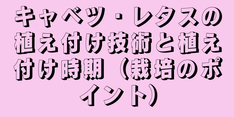 キャベツ・レタスの植え付け技術と植え付け時期（栽培のポイント）